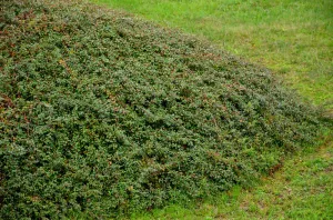 Coral Beauty Bearberry Cotoneaster