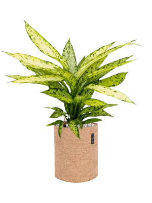 Dieffenbachia 'Vesuvius' in Lechuza Trendcover 23 Cork Office Plant With Pot 60cm Height 21cm Dia