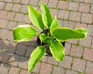 Holar Snake Valley Hosta