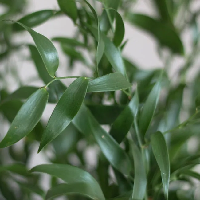 Italian Ruscus Greenery