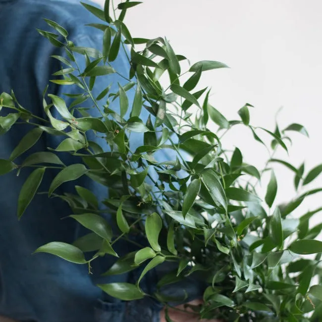 Italian Ruscus Greenery