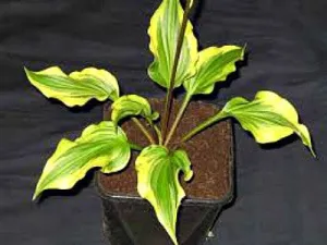 Kanzi Hosta