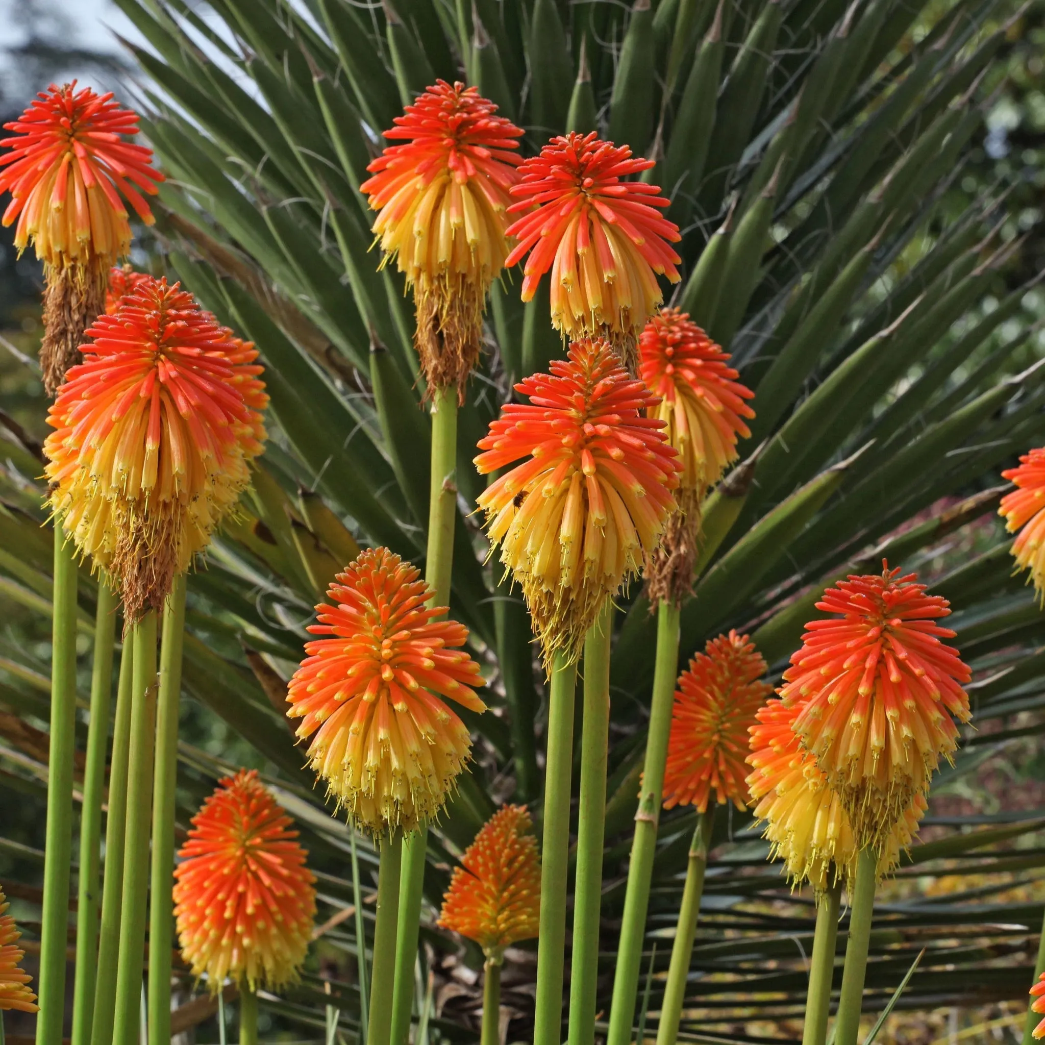 Kniphofia 'Paco Sunset' 9cm/3L