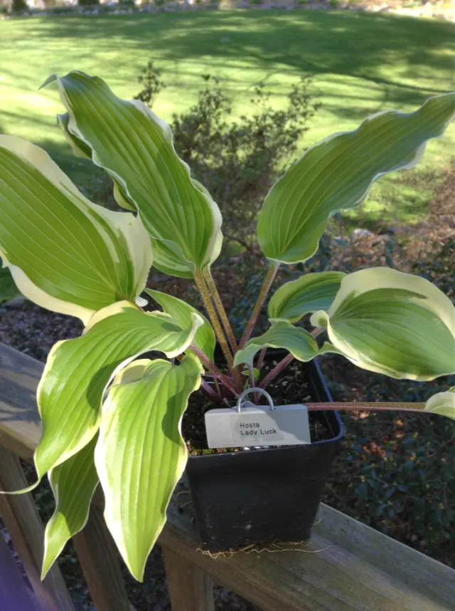 Lady Luck Hosta