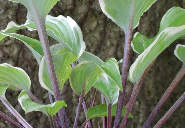 Lady Luck Hosta