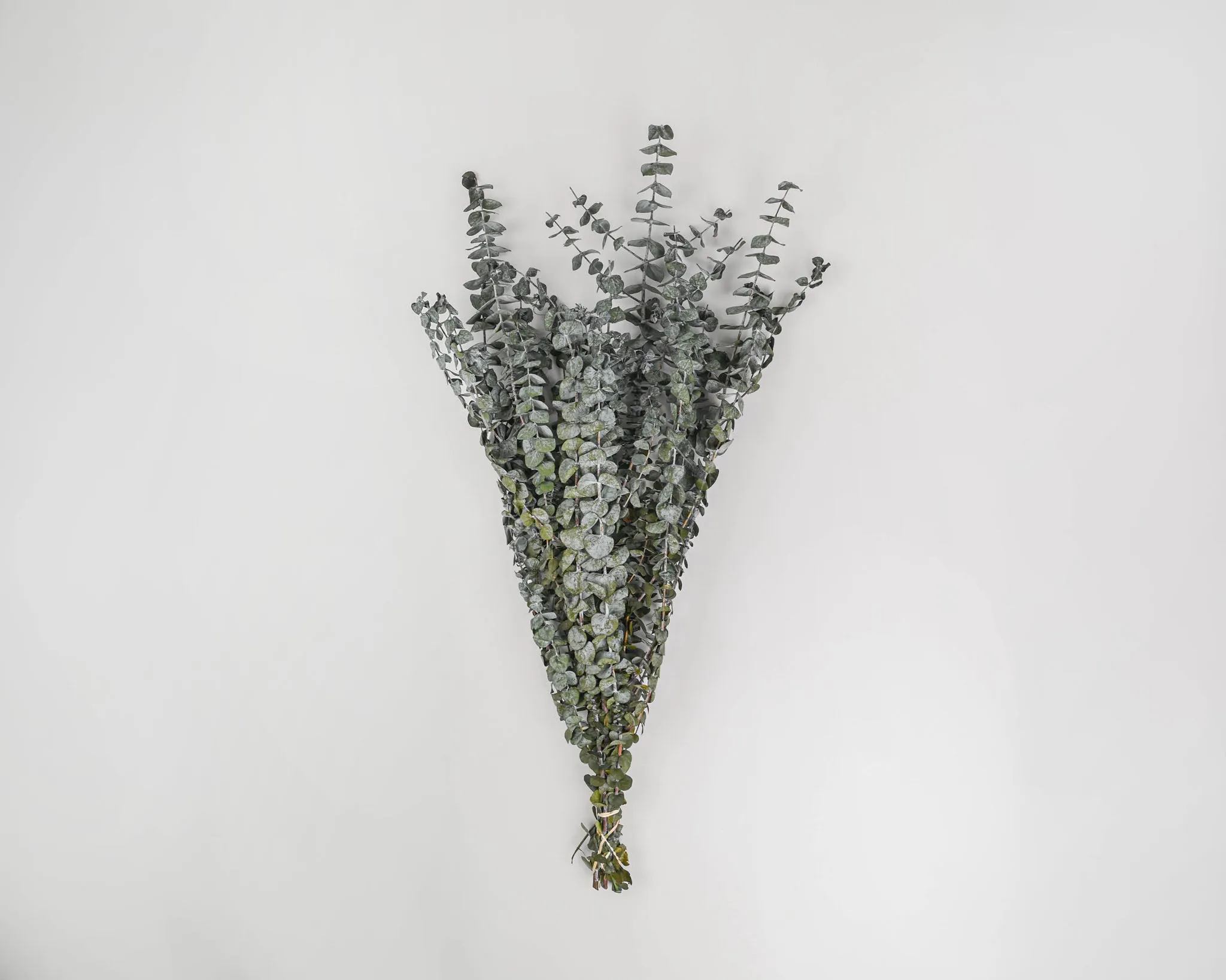 Preserved Eucalyptus Branches - Basil Green