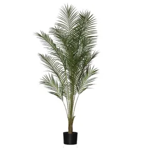 Rogue Areca Palm 150cm Green